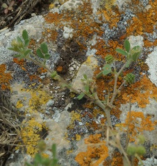 Medicago meyeri