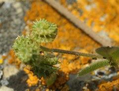 Medicago meyeri