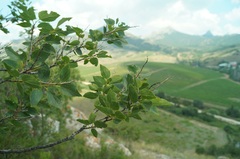 Celtis planchoniana