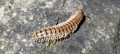 Chamberlinius hualienensis
