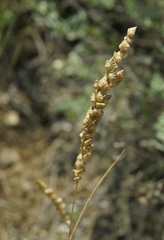 Briza humilis