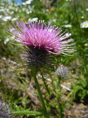 Cirsium edule