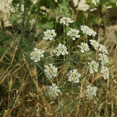 Astrodaucus littoralis