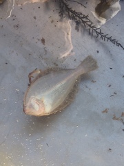 Paralichthys californicus