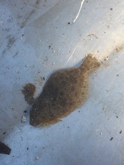 Paralichthys californicus