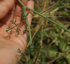 Astrodaucus littoralis