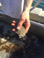 Paralichthys californicus