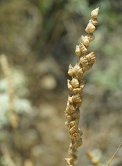 Briza humilis