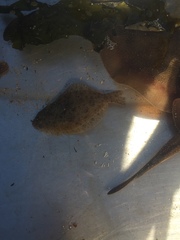 Paralichthys californicus