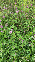 Trifolium medium