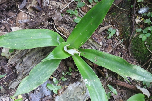 Callisia fragrans