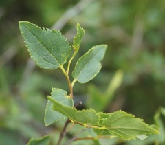 Celtis planchoniana