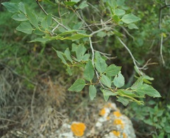 Celtis planchoniana