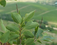 Celtis planchoniana