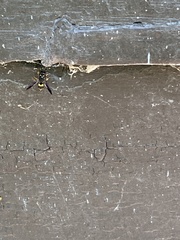 Ancistrocerus spinolae