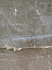 Ancistrocerus spinolae