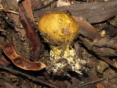 Scleroderma meridionale