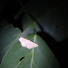Scopula ignobilis