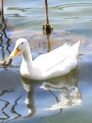 Anas platyrhynchos domesticus