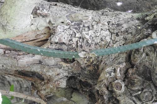 Image of Selenicereus grandiflorus by (c) Sebastián de Jesús Herrera Buenfil, some rights reserved (CC BY)