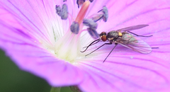 Phthiria chilena