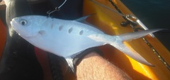 Trachinotus coppingeri