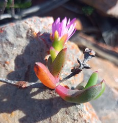 Ruschia diversifolia