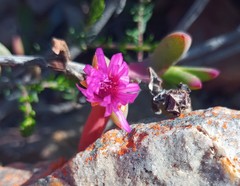 Ruschia diversifolia