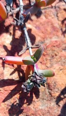 Ruschia diversifolia
