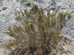 Xylothamia diffusa