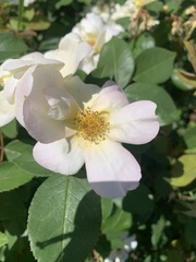 Rosa