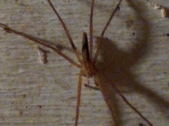 Pisaurina