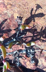 Ruschia diversifolia