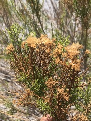 Xylothamia diffusa