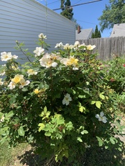 Rosa