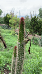 Nyctocereus serpentinus