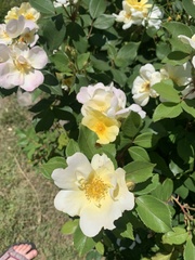 Rosa