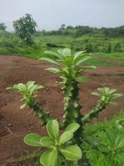 Euphorbia neriifolia