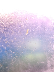 Diptera