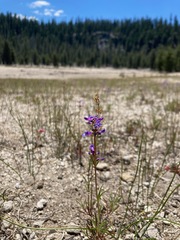 Penstemon cinicola