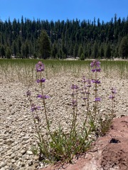 Penstemon cinicola