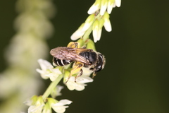 Andrena