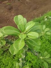Euphorbia neriifolia