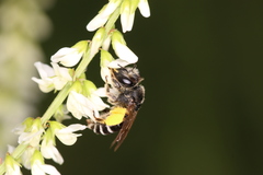 Andrena