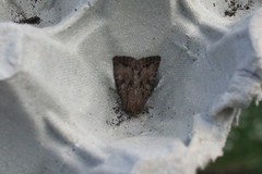 Apterogenum ypsillon