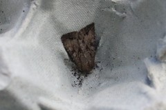 Apterogenum ypsillon