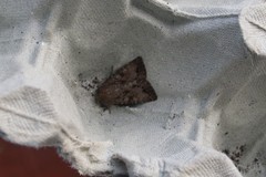 Apterogenum ypsillon