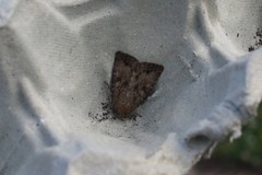 Apterogenum ypsillon