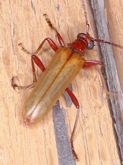 Centrodera decolorata