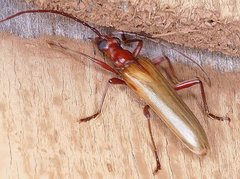 Centrodera decolorata